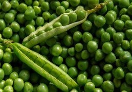 Textured Pea Protein