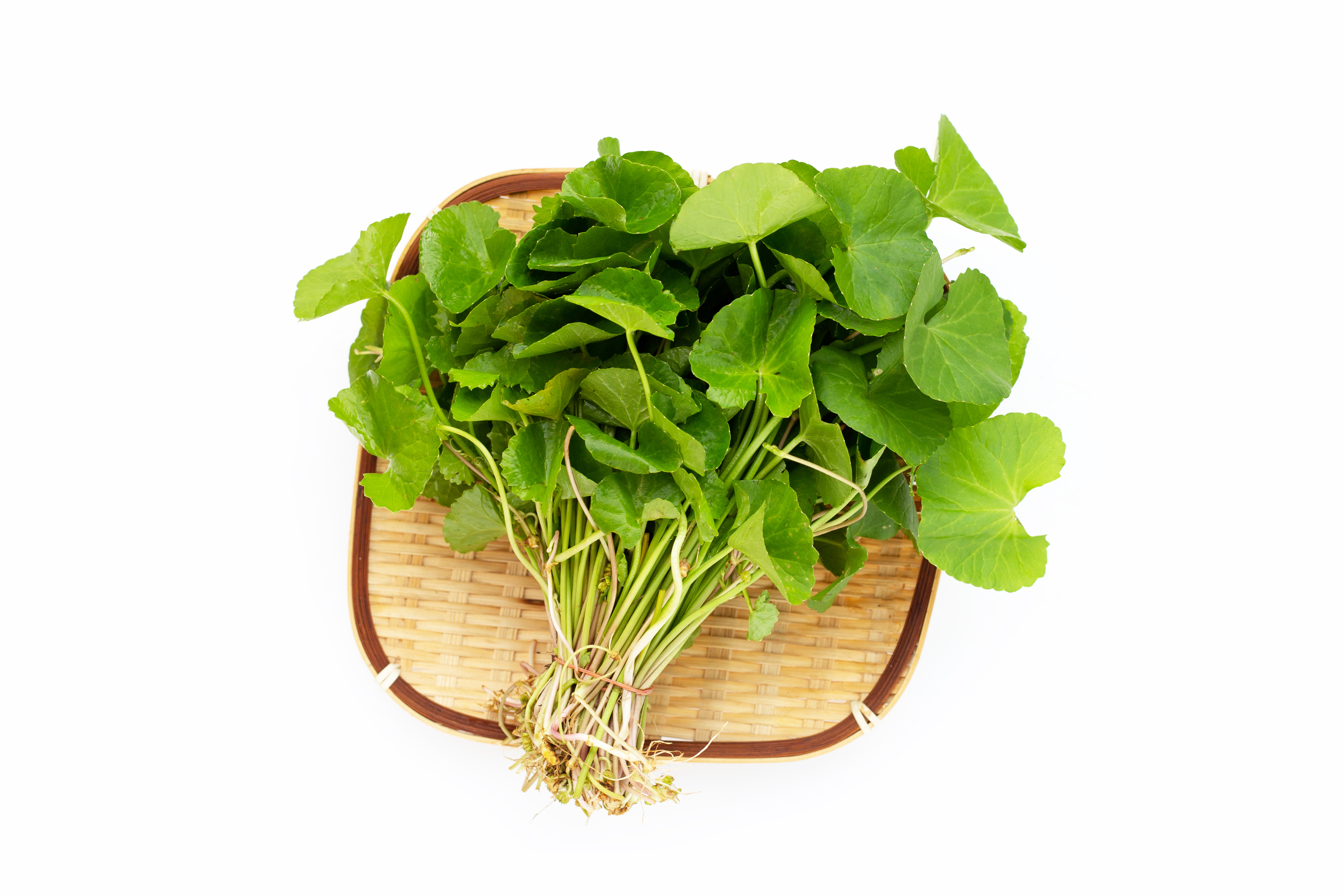 Centella Asiatica Extract