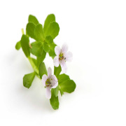 Bacopa Monnieri Extract/Brahmi Extract