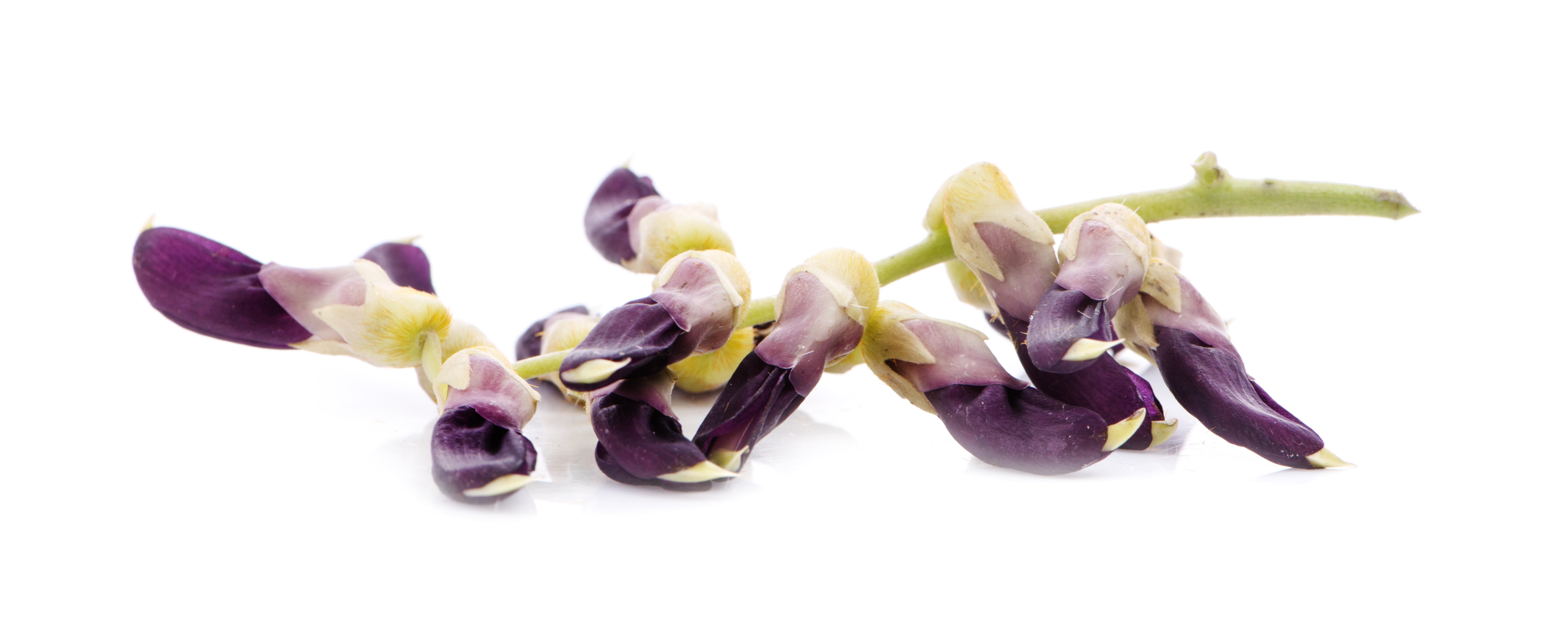 Mucuna Pruriens Extract