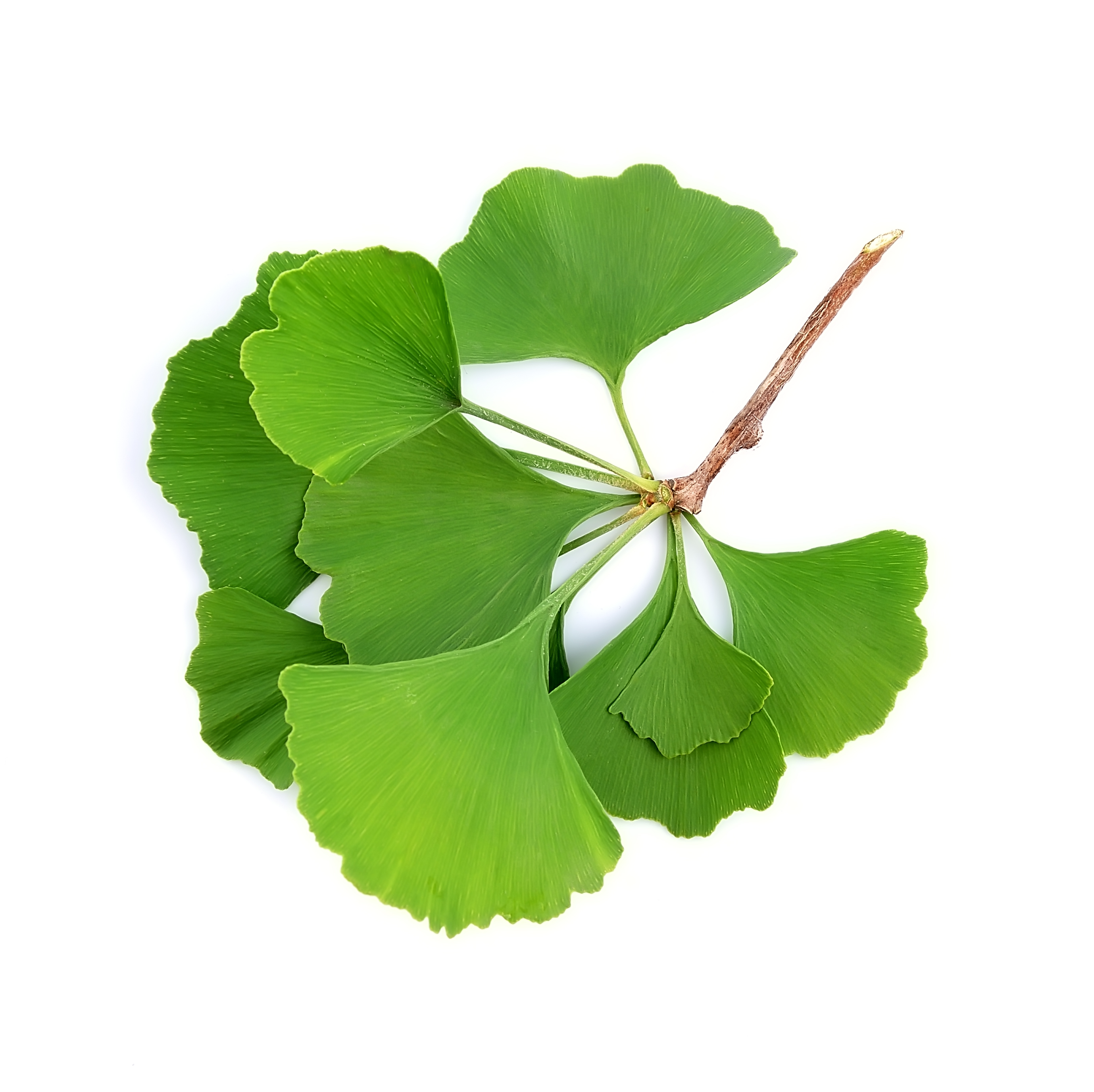 Ginkgo Biloba Extract