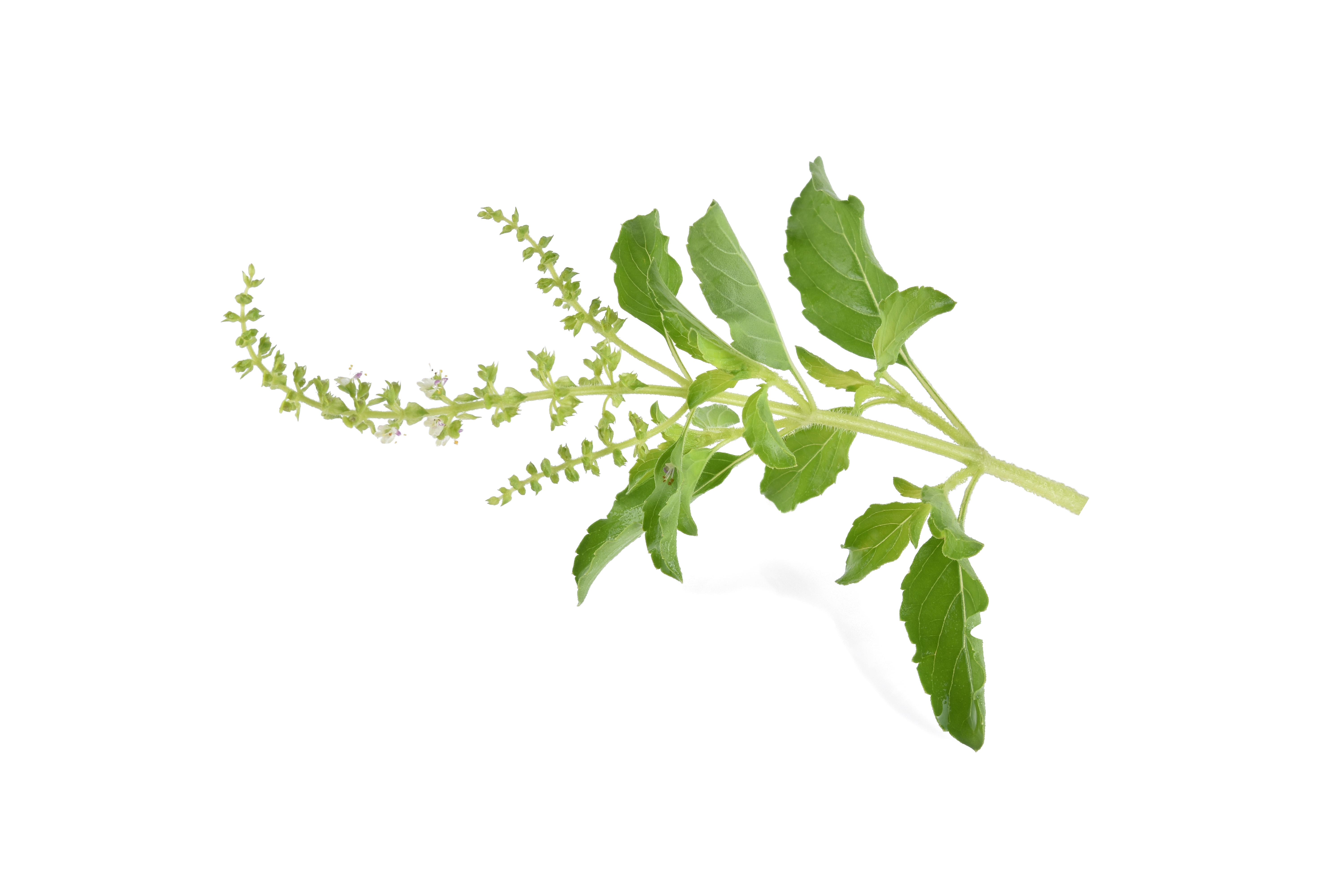 Tulsi Extract (Ocimum sanctum)