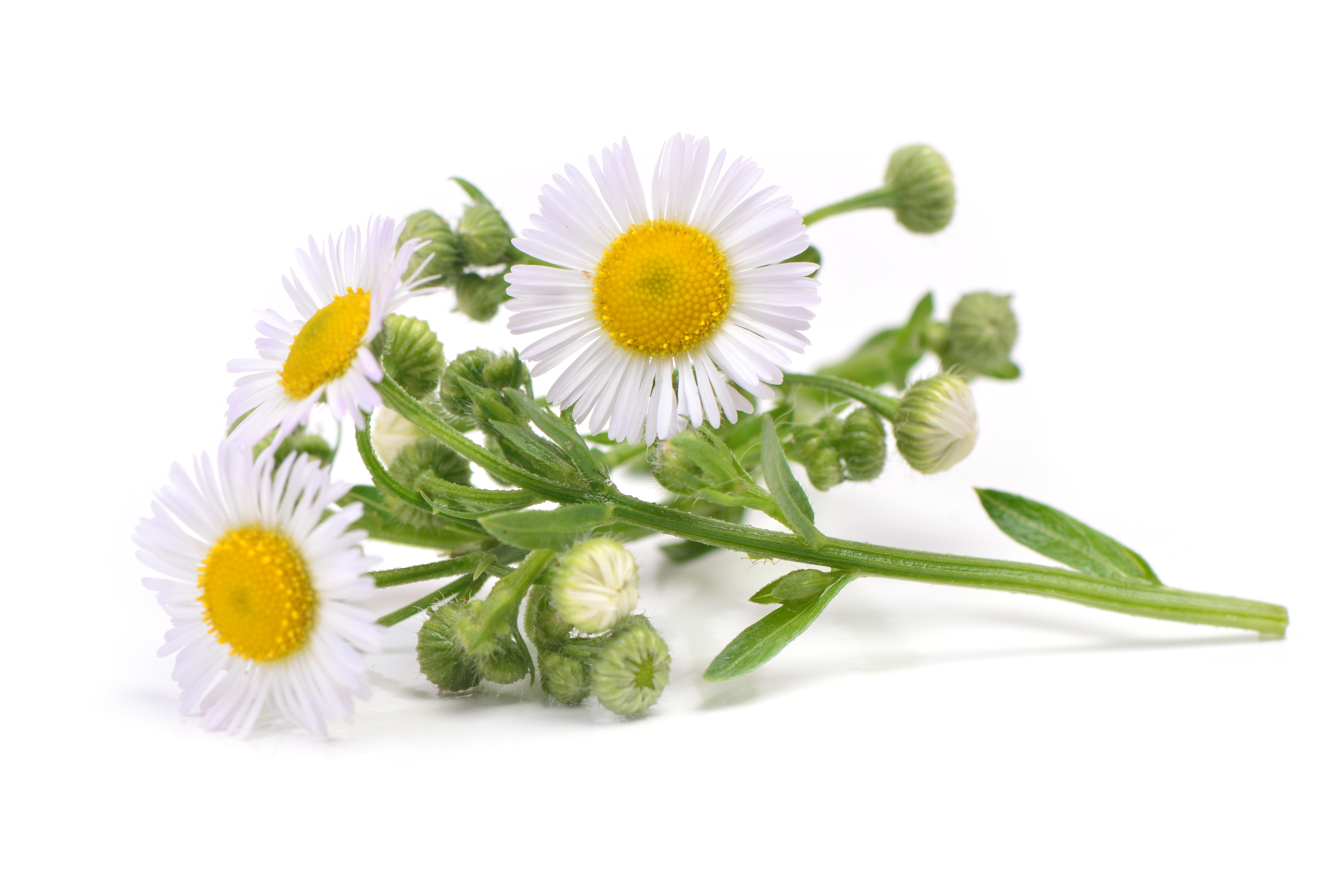 Chamomile Extract (Matricaria chamomilla)
