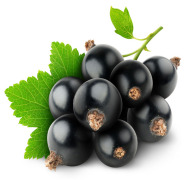 Black Currant Seed Oil