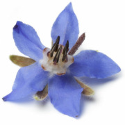 High GLA Borage Seed Oil