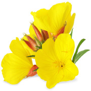 Evening Primrose Seed Oil (conventional & organic)