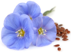 Flax Seed Oil  (conventional & organic)