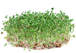 BroccoPhane™ - Sulforaphane concentrate