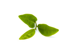 Green Tea Extract (Camellia sinensis)