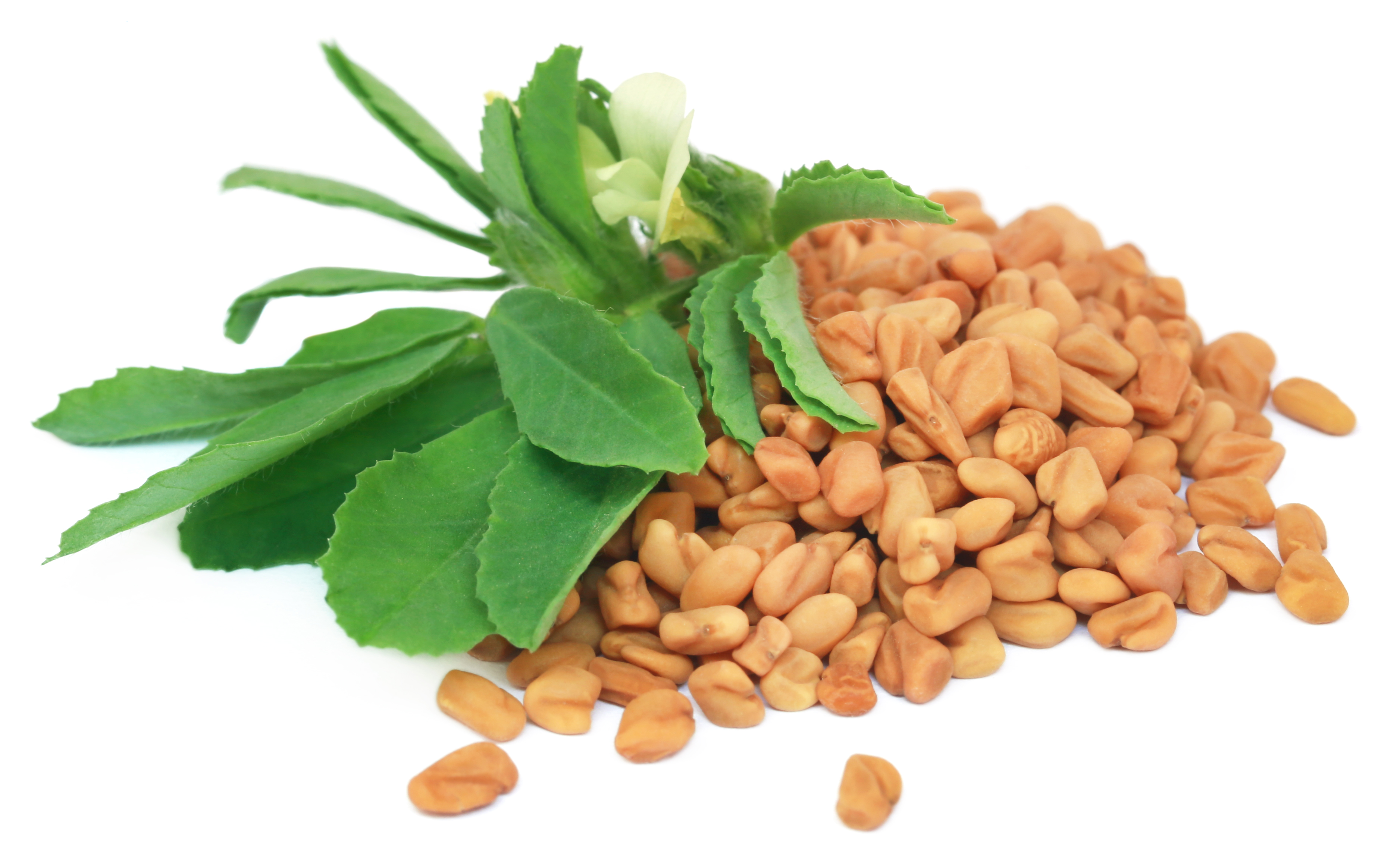 Fenugreek Extract (Trigonella foenum-graecum)