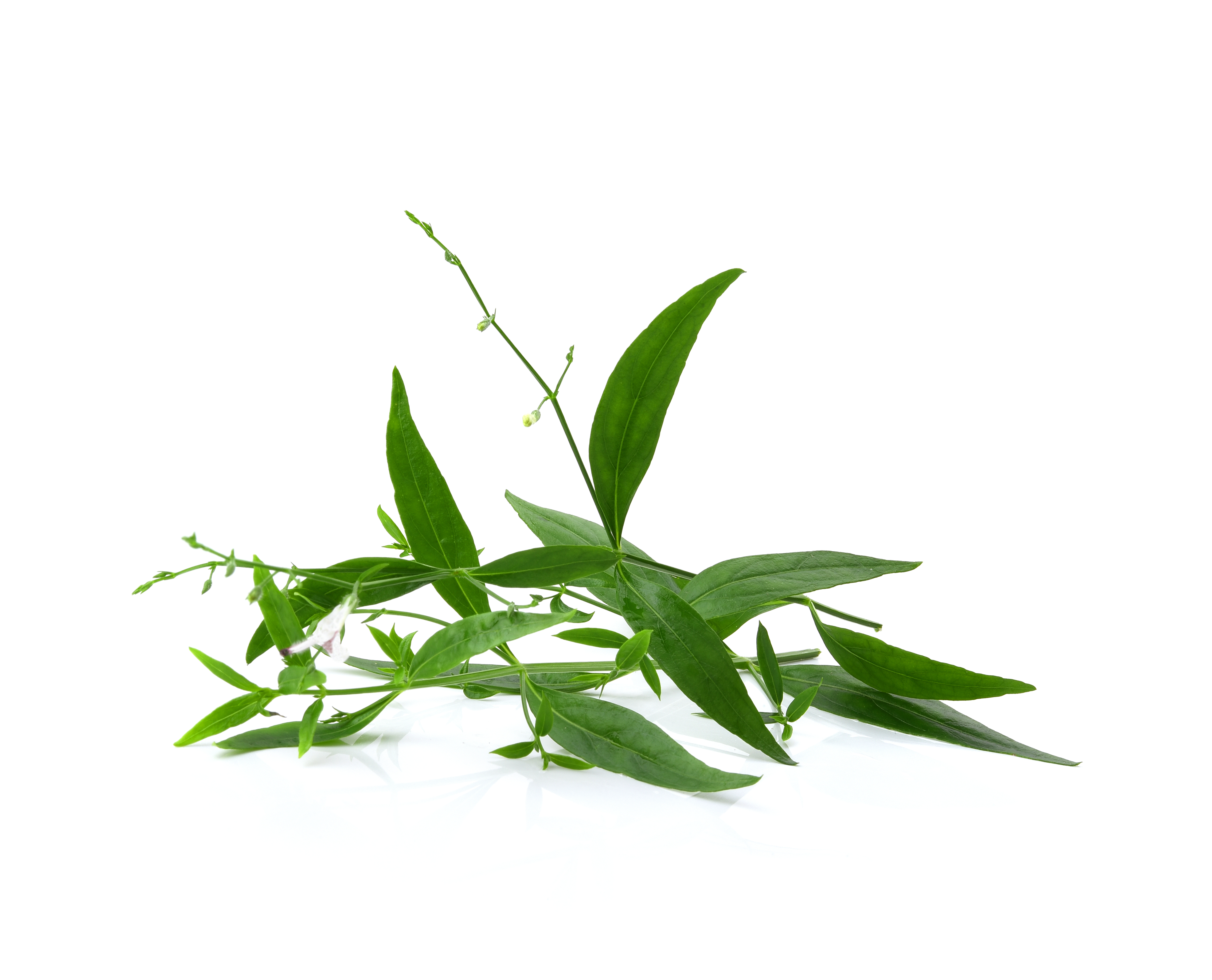 Andrographis Paniculata Extract