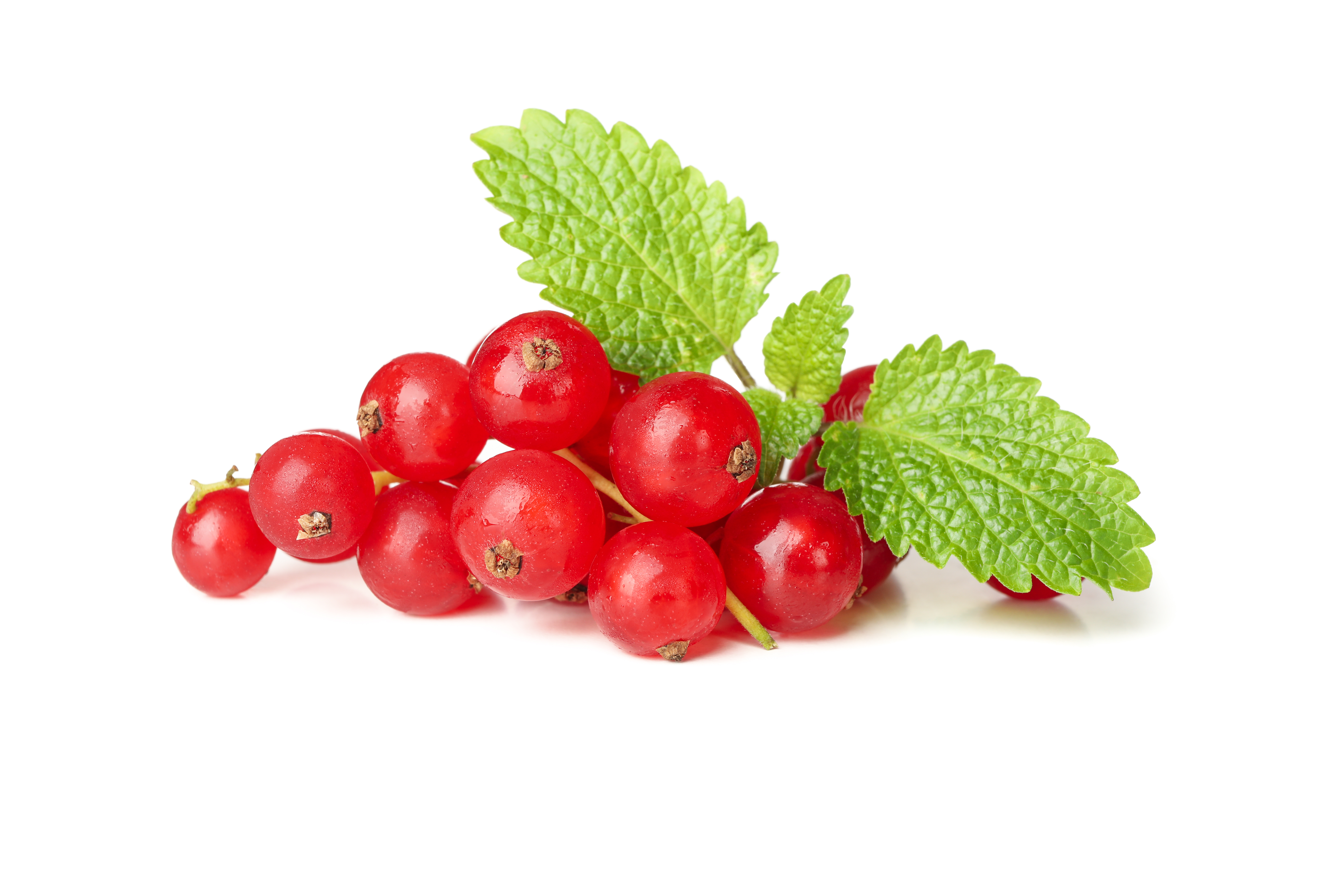 Cranberry Extract (Vaccinium macrocarpon)