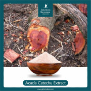 Acacia Catechu Extract