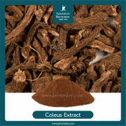 Coleus Forskohlii Extract