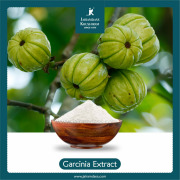 Garcinia Combogia Extract