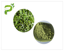 Matcha Powder