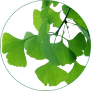 Ginkgo Biloba Extract