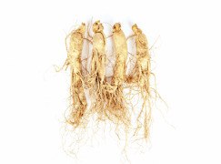 Panax ginseng Extract