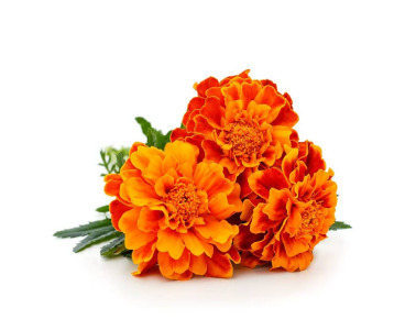 Marigold Flower Extract  Lutein Zeaxanthin
