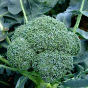 Broccoli Seed Extract