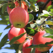 Apple Cider Vinegar Powder