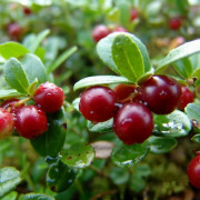 Cranberry Extract