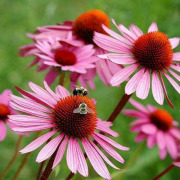 Echinacea Extract