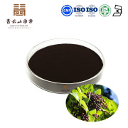 Organic Elderberry Sambucus Extract