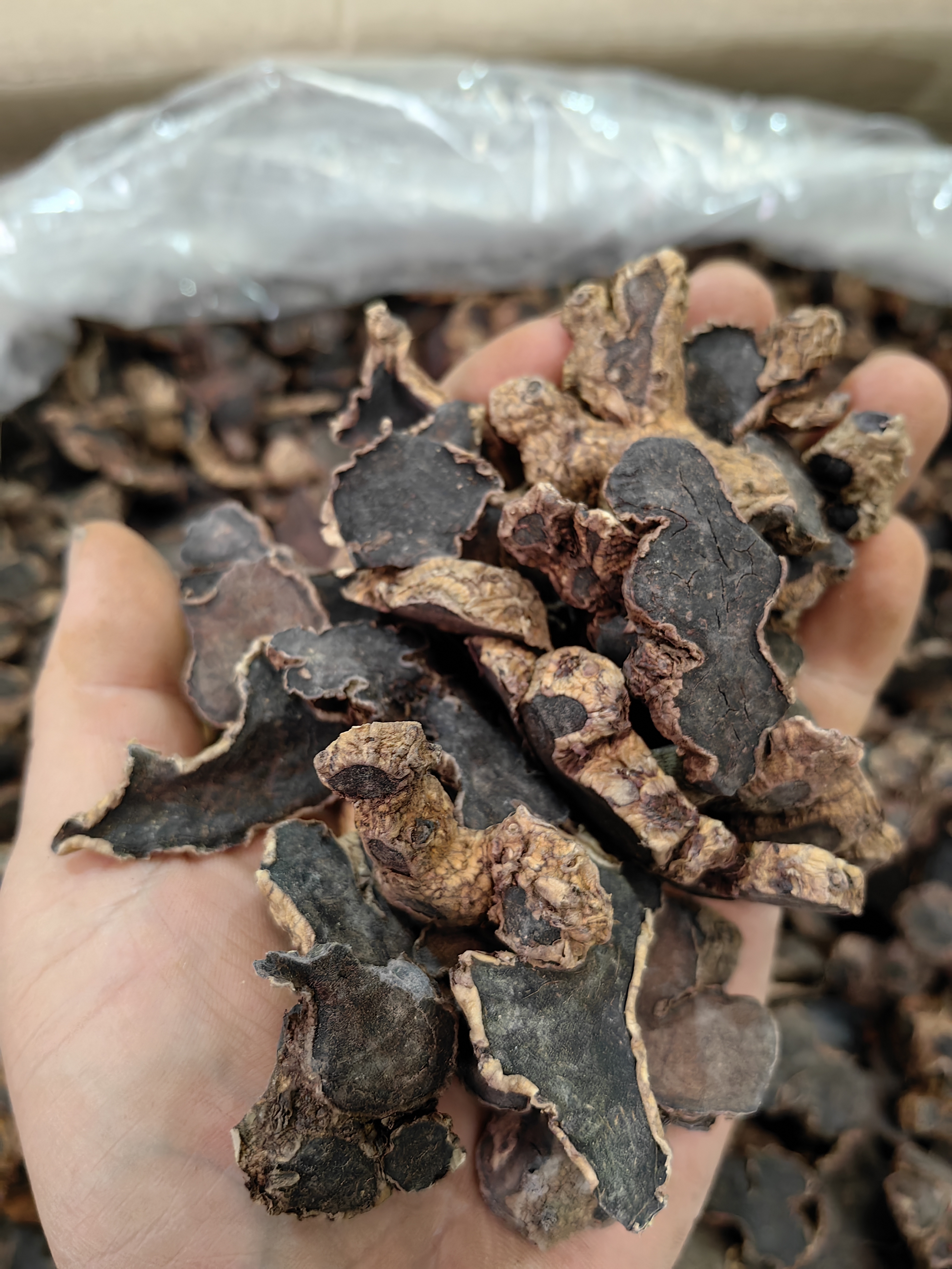 Black Ginger Extract Powder