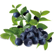 Bilberry Extract