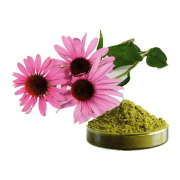 Echinacea Extract Powder