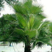 Saw Palmetto Extract