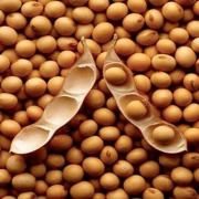 Soybean Extract