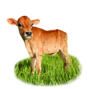 Organic Dairy Ingredients