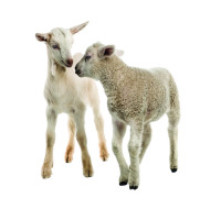 Goat & Sheep Dairy Ingredients