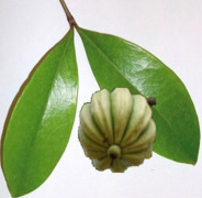 Garcinia Cambogia