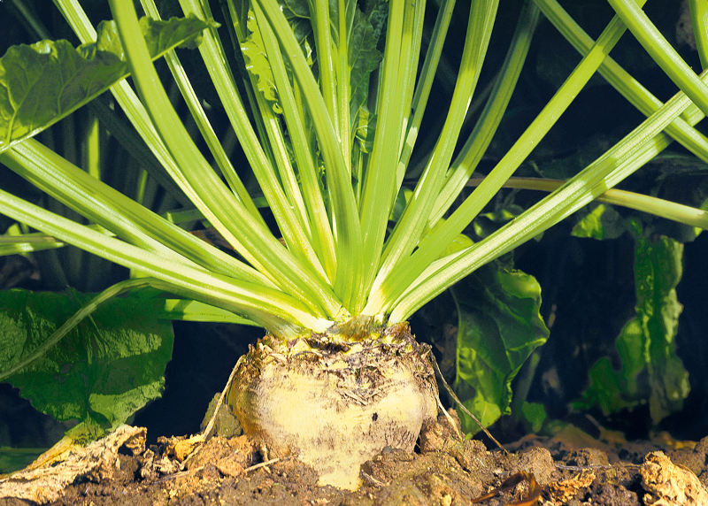 Functional Carbohydrates