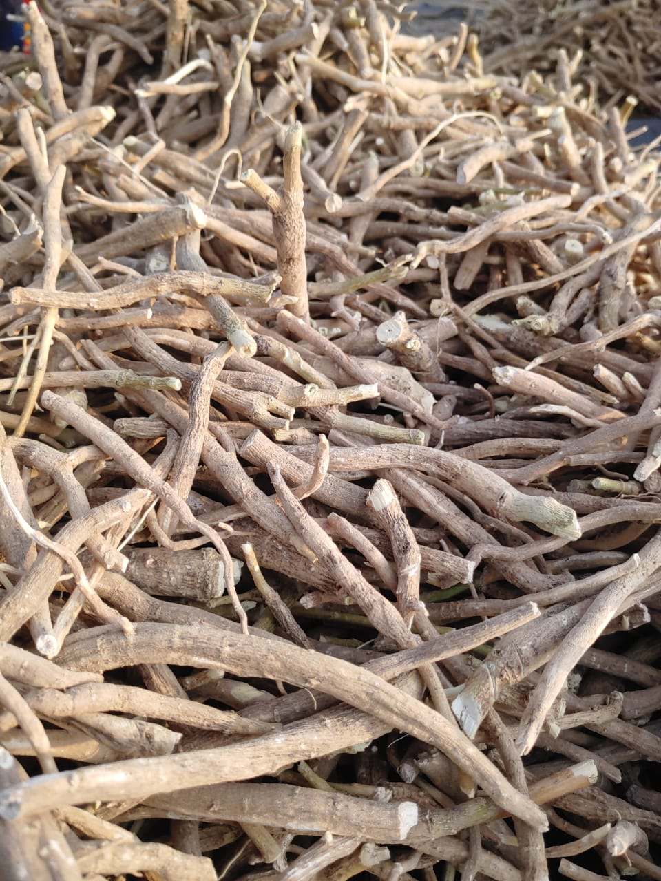 Ashwagandha (Withania Somnifera)