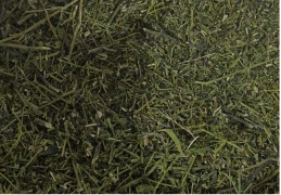 Kalmegh (Andrographis paniculate)