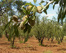 ALMONDS NATURAL & BLANCHED