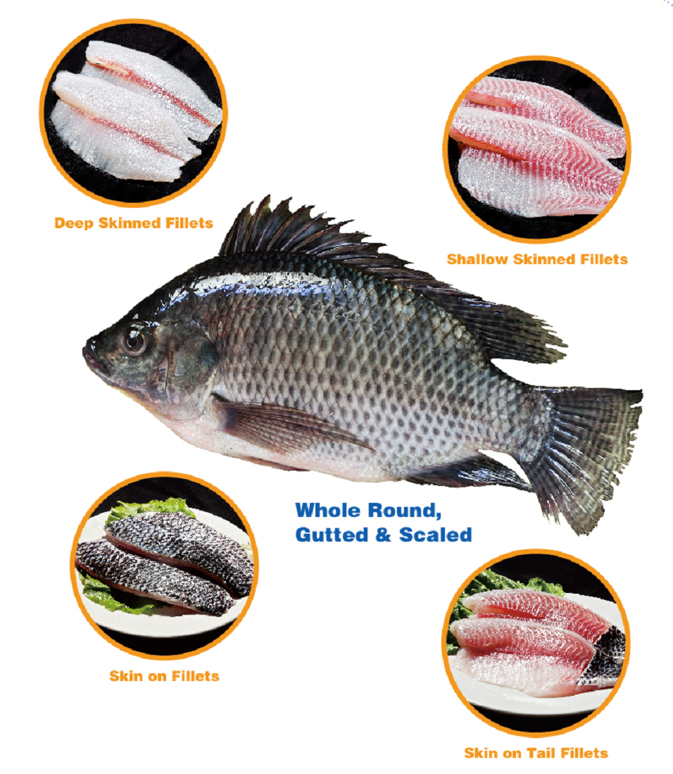 Yunnan Plateau Ecological Tilapia