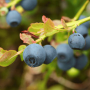 BILBERON®（Bilberry extract）