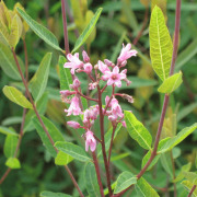 VENETRON®（Rafuma leaf extract）