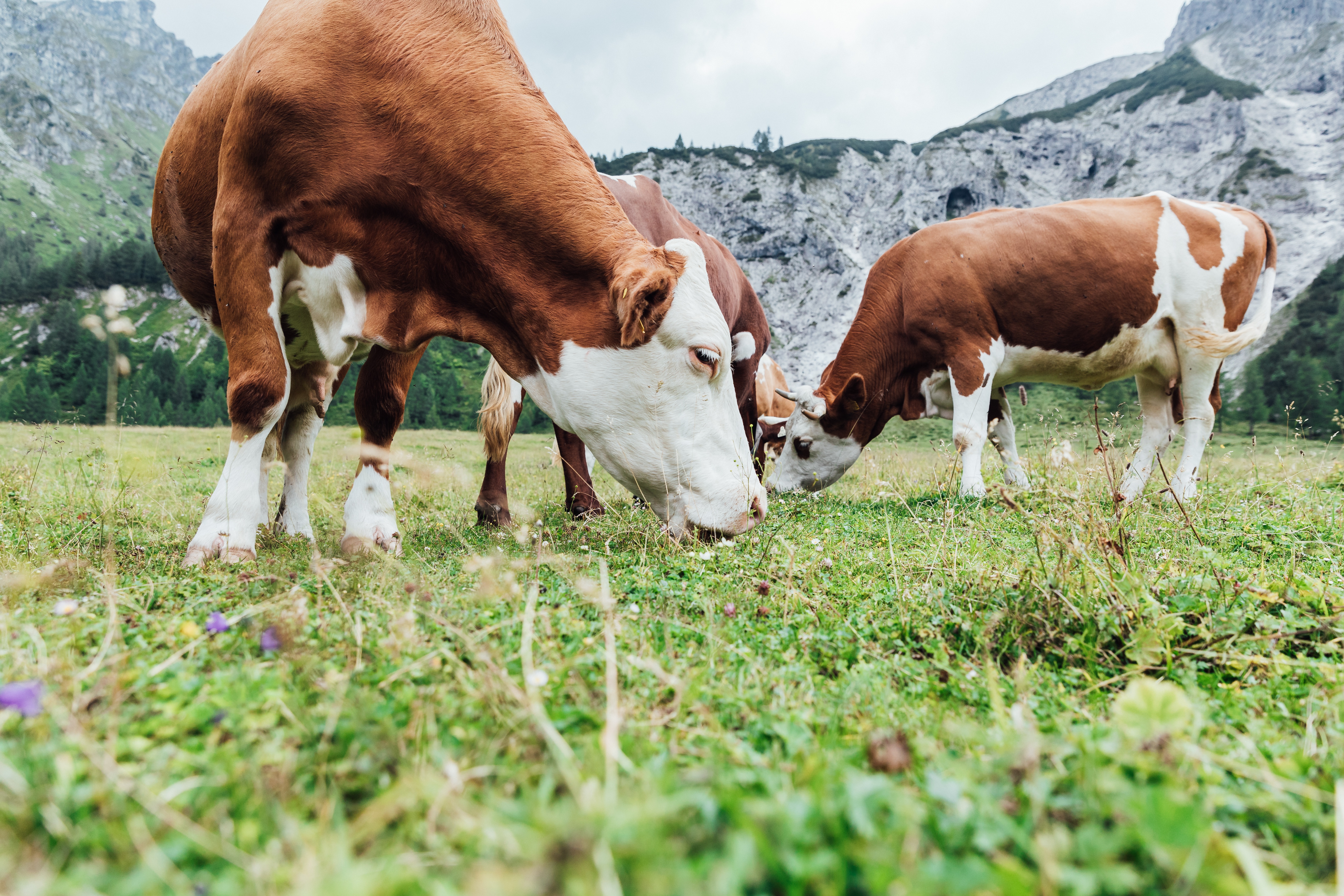 Organic Alpine Cow portfolio