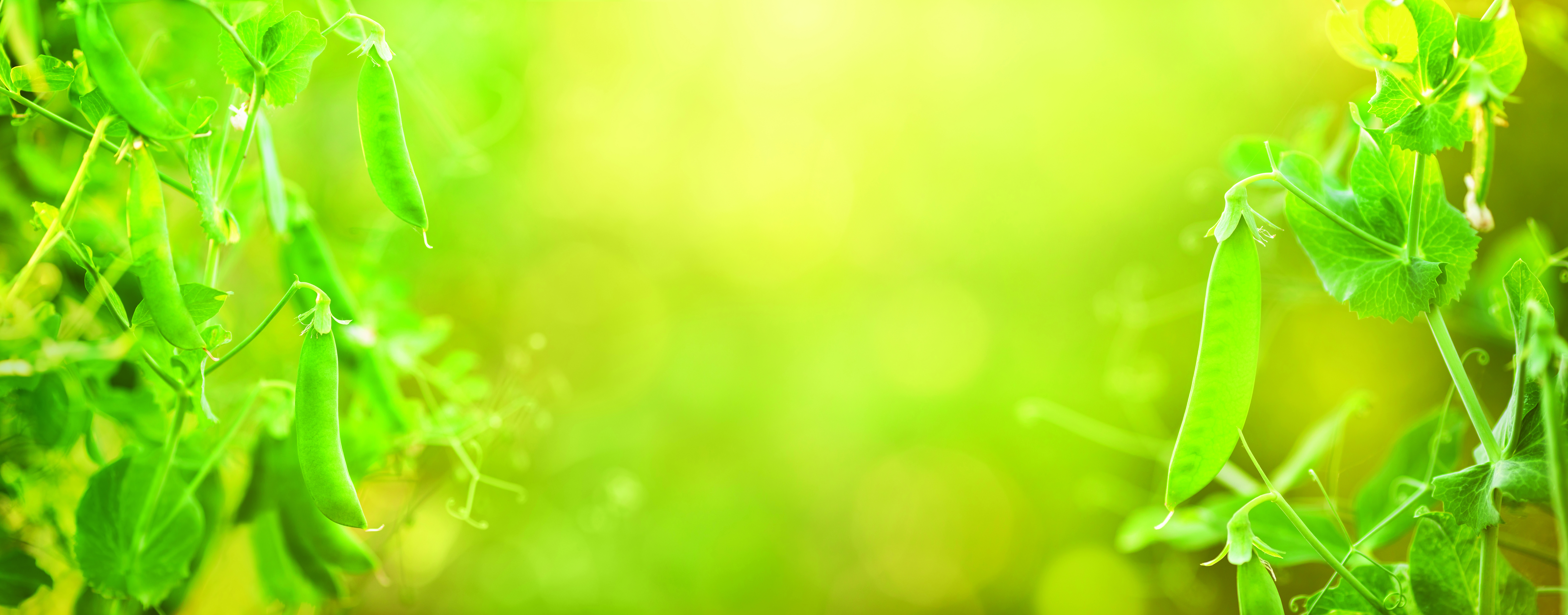 Alternative proteins