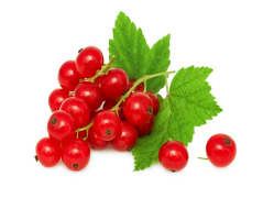 Red Currants