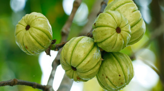 Garcinia P.E. - 60% Hydroxycitric acid