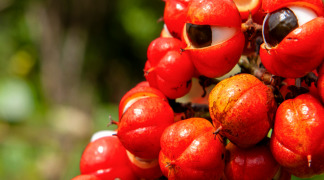 Guarana P.E. - Ratio 4/1, 18.5%-20% Caffeine