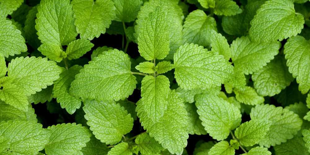 Lemon Balm P.E. - 10% Rosmarinic acid