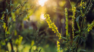 Melilotto P.E. - 1% Cumarin (HPLC)